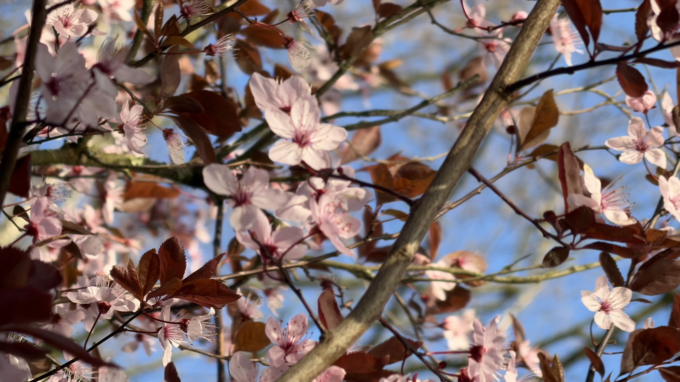 L'iPhone 17 Pro a plus de mal à capturer de petits éléments à distance